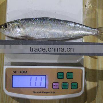 2016 New stock whole frozen fresh seafood price sardine on sale