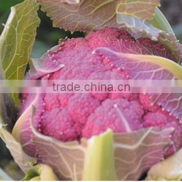 Hybrid cauliflower seeds for growing-Purple crown