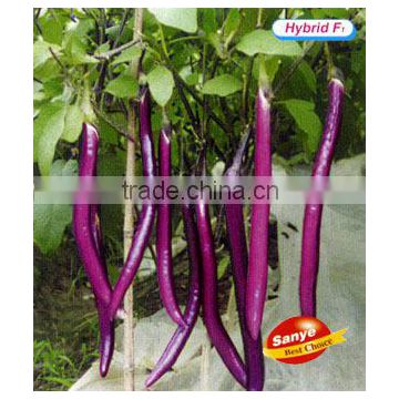 Purple Eggplant Seeds-Hang Zhou Eggplant Seeds No.3