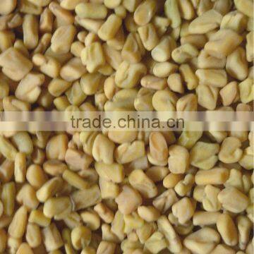 Fenugreek