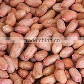 BEST QUALITY GROUNDNUT KERNEL JAVA TYPE 50/60