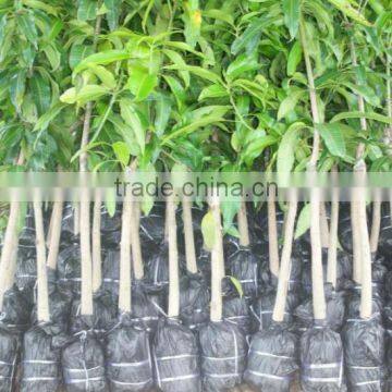 Mango fruit tree seedling