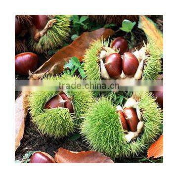 Fruit Tree Seedling
