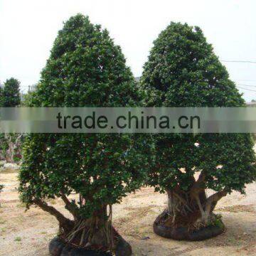 Ficus microcarpa/Ficus bonsai/Ficus tree