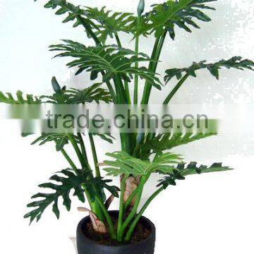 CHY030938 Hotel decoration everygreen dried plant philodendron plant indoor