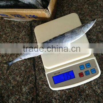 Frozen WR Saury (Cololabis Saira) Whole Round Fresh & Cheap