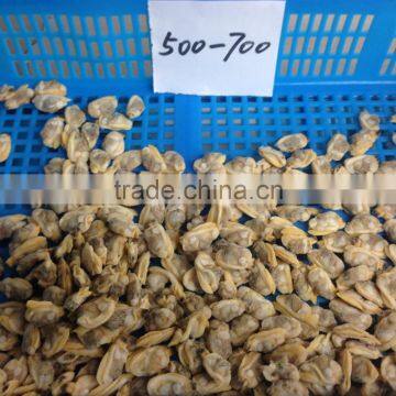 Frozen Short Neck Clam Meat photo-4
