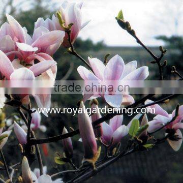 magnolia soulangeana flower trees