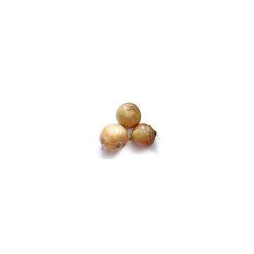 buy China yellow onion