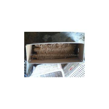 Whole Sale Fresh Chinese Yam photo-2