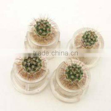 Miniplant "Hope cactus" mini succulent plant with mobile phone strap