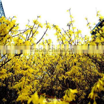 100% Distilled Natural Herb Oil Fructus Forsythia Oil photo-2