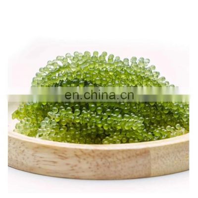 Natural Fresh Green Sea Grapes /Dehydrated Seaweed as Healthy Foods