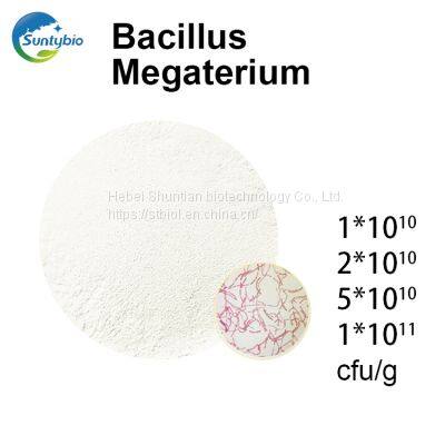 Bacillus Megatherium photo-2