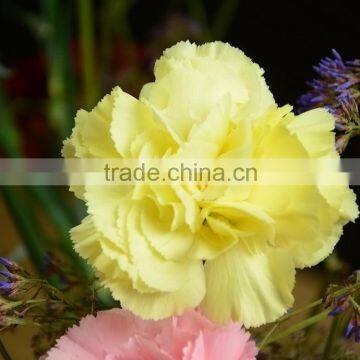 Fashion Liberty home antique decorative yellow carnation