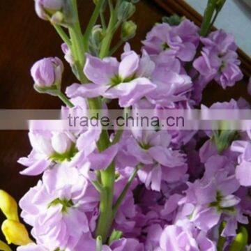 China Stylish Cut Fresh Violet Flowers photo-4