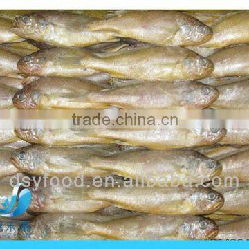 FROZEN BABY YELLOW CROAKER FISH(SEAFOOD)