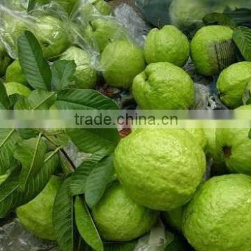 FRESH GAUVA WITH BEST PRICE AND GOOD QUALITY