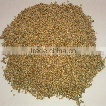 pearl millet for animal feed