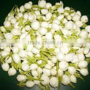 Fresh Jasmine Flower