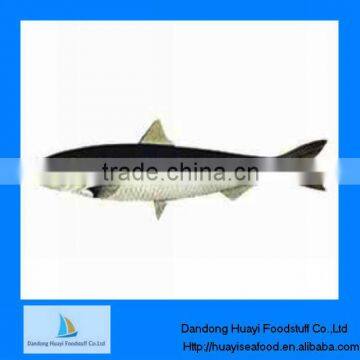 high quality new landing frozen sardine