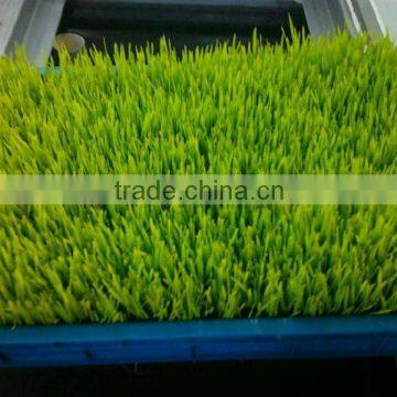 New Functional Automatic -animal Fodder Sprouting Mahine -barley/wheat/meize/seedling Bean Sprout Machine photo-3