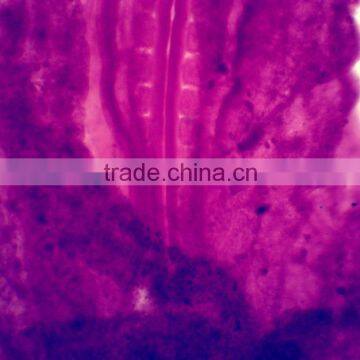 Chick Embryo Prepared Slides photo-3