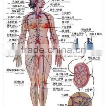 Artpaper Medical wall chart--lymphatic system