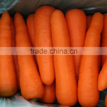 fresh carrot