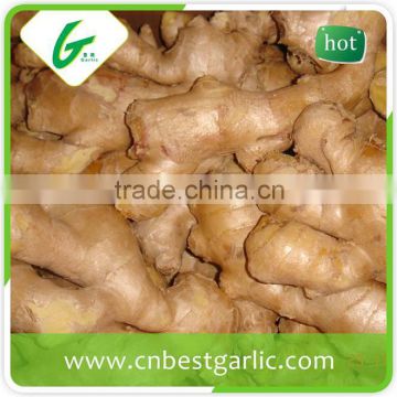 Chinese mature fresh ginger price per ton