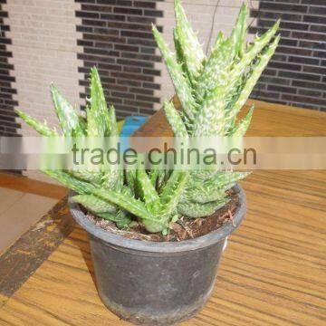 succulent plant 5