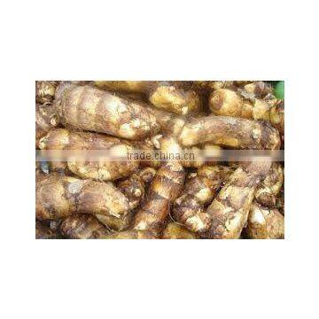 colocosia root