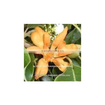 Chamapaca Red Absolute Oil photo-2