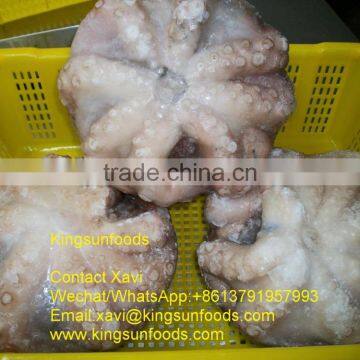 Whole Sale Frozen Octopus Price