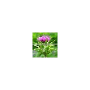 milk thistle plant extract powder