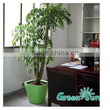 New Wholesale Cheap Hydroponics Self Watering Planter photo-3