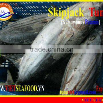 FROZEN SKIPJACK TUNA WHOLE ROUND