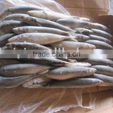 (200-300G) HORSE MACKEREL