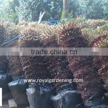 Cycas Revoluta photo-2