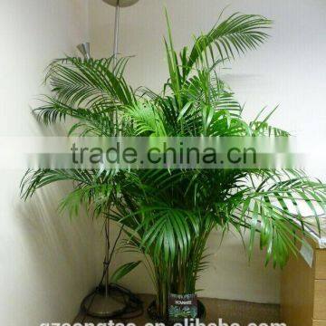 Low Price Songtao Artificial Plants photo-4