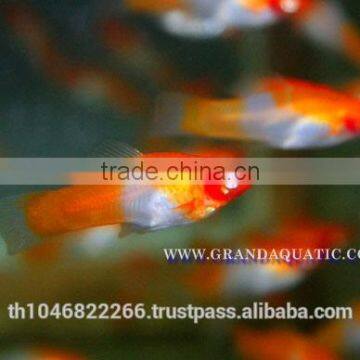 Santa Swordtail Fish Farm - Tropical Fish For Sale photo-2