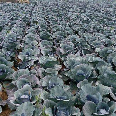 Heat Resistant f1 Hybrid Cabbage Seeds photo-5