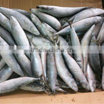 Frozen food ( Frozen Mackerel whole round)