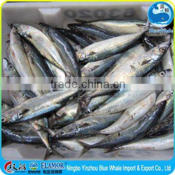 Mackerel Factory Supply Frozen Pacific Mackerel Scomber photo-3