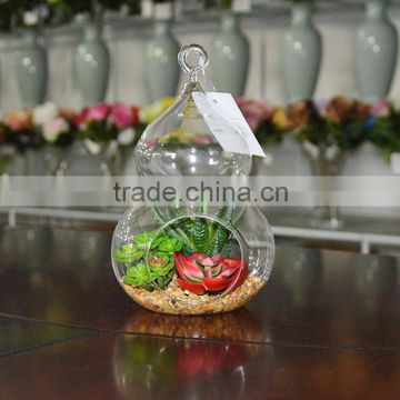 Wholesale Boyu Hanging Terrarium Succulent Plants Tropical Plants