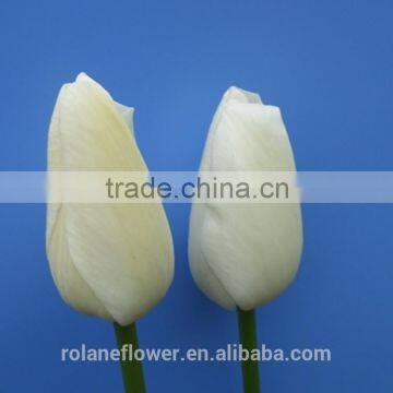 2016 High Quality Beautiful Cut White Tulip Flower From Kunming photo-4
