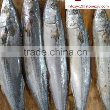 Good quality frozen Spanish Mackerel