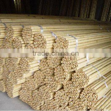 Colored Tonkin bamboo stick for plant