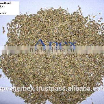 Dill Seeds TBC photo-4