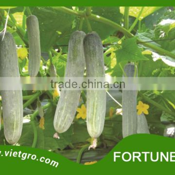 High Yield F1 Hybrid Cucumber Seed - FORTUNE 06